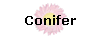 Conifer